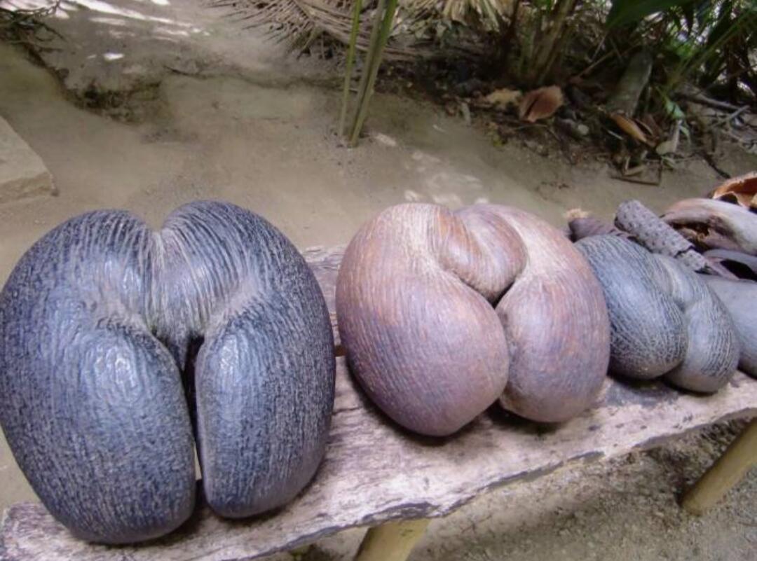 Coco De Mer, Kelapa Unik Mirip Pinggul Wanita dari Maladewa