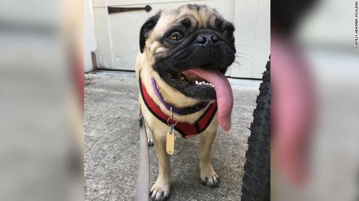 Kasus Anjing Pertama di AS Terinfeksi Corona dari Pemiliknya