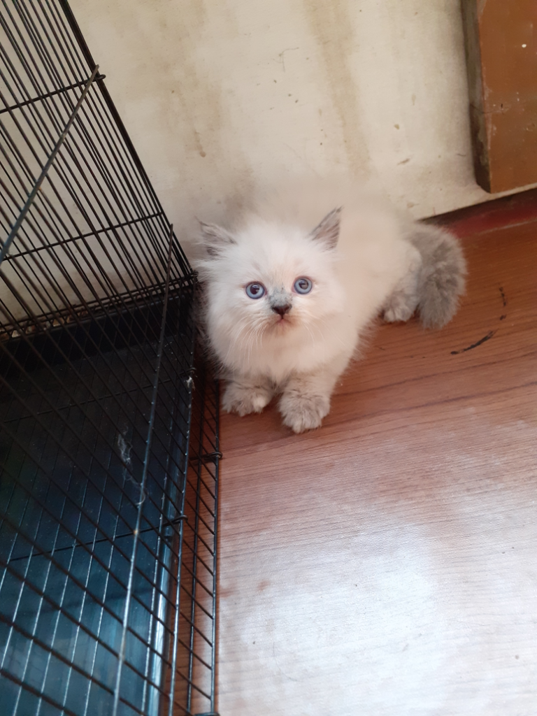 Persian Cat Kitten