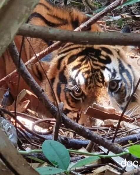 Jika Berhadapan Langsung dengan Harimau, Apa yang Harus Dilakukan? 