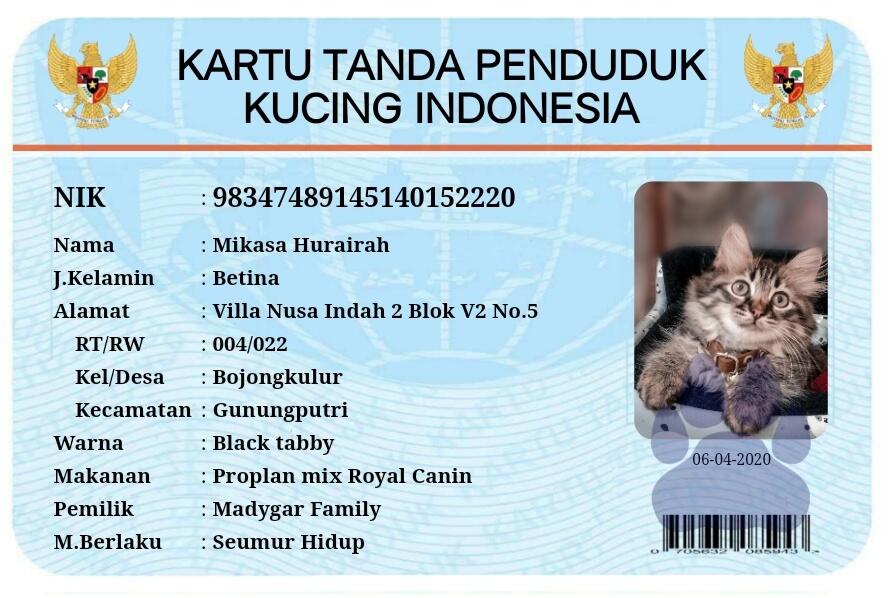 Bolaku Ktp Kucing Indonesia