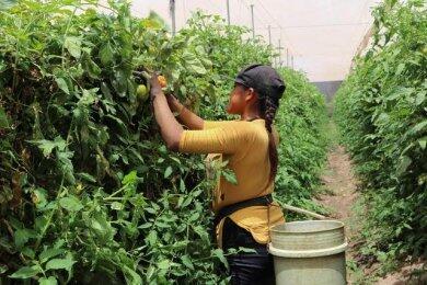 Gak Laku Karena Covid-19, Petani Tomat Meksiko Give Away Produknya