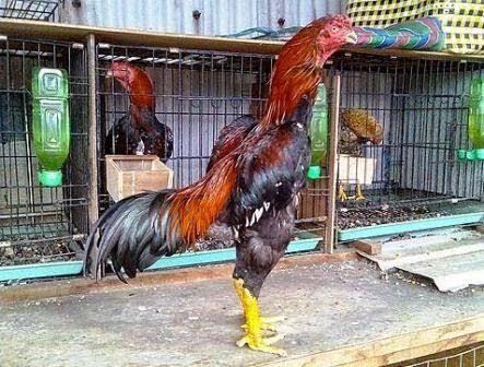 Ayam Gagah Dari Jepang Namanya Shamo