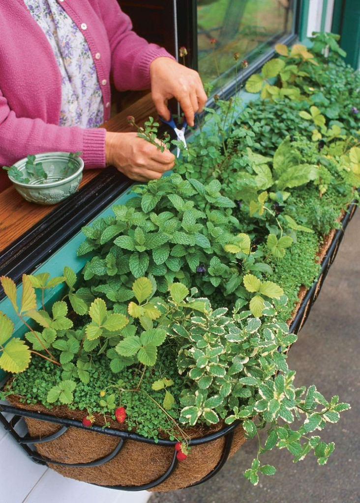 Mulai Hobi Berkebun Dengan 11 Tanaman Termudah Tumbuh. Tetap di Rumah, Ramadan Berkah