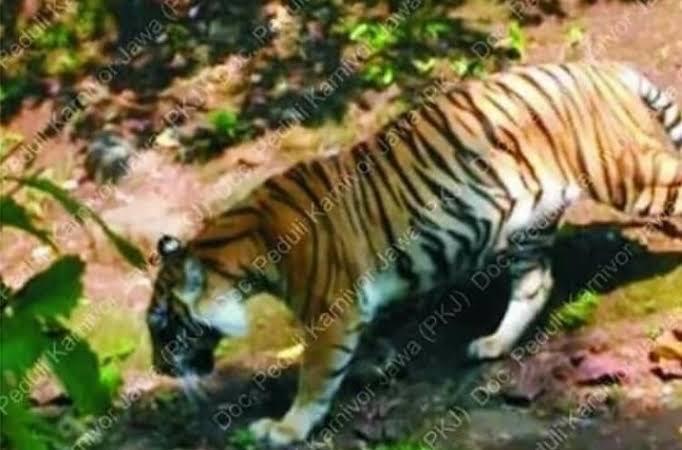 Foto Langka Harimau Jawa Dipublikasikan.