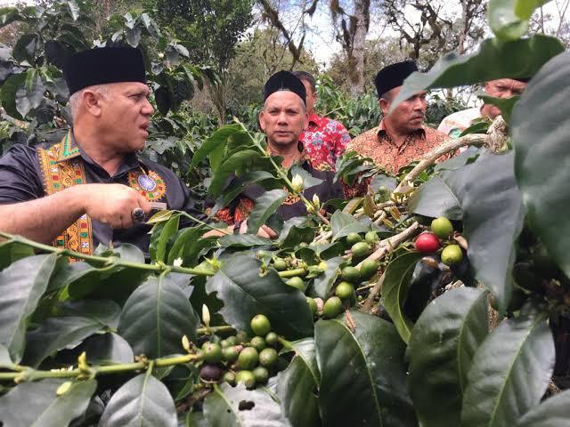 6 Kopi Terhits dari Indonesia, Sangat Cocok Temani Sahur dan Berbuka Puasa!