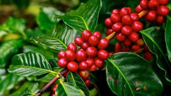 6 Kopi Terhits dari Indonesia, Sangat Cocok Temani Sahur dan Berbuka Puasa!