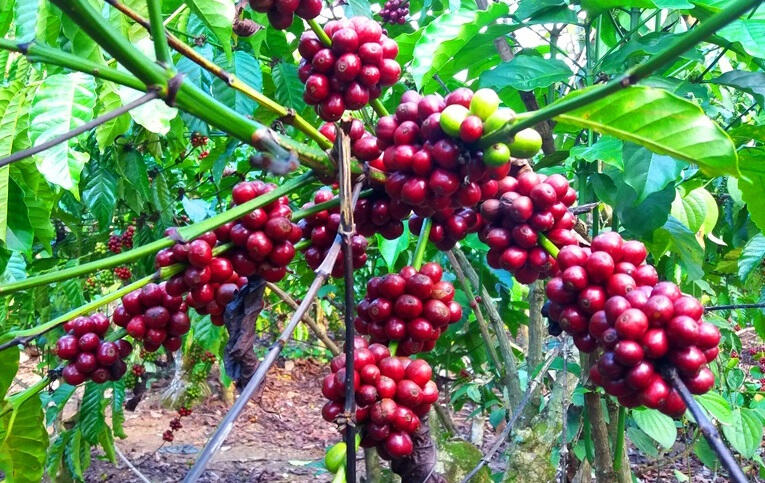 6 Kopi Terhits dari Indonesia, Sangat Cocok Temani Sahur dan Berbuka Puasa!
