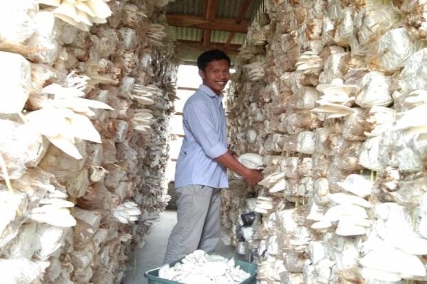 Jamur Tiram Tak Terpengaruh Covid-19, Duta Petani Milenial Raup Puluhan Juta
