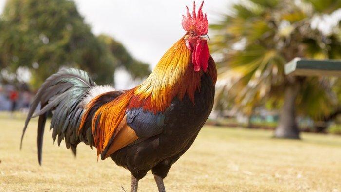 Rezeki Nomplok! Wanita Ini Mendadak Tajir usai Potong Ayam Peliharaan