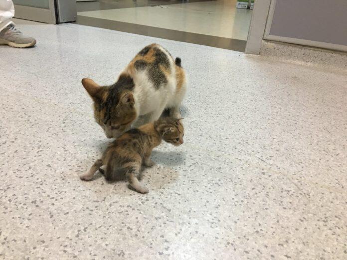 Viral, Induk Kucing di Istanbul Bawa Anaknya ke Rumah Sakit
