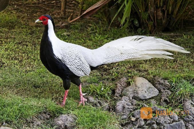 Pheasant Itu Ayam Atau Burung? 