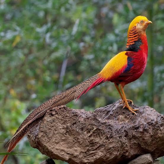 Pheasant Itu Ayam Atau Burung? 