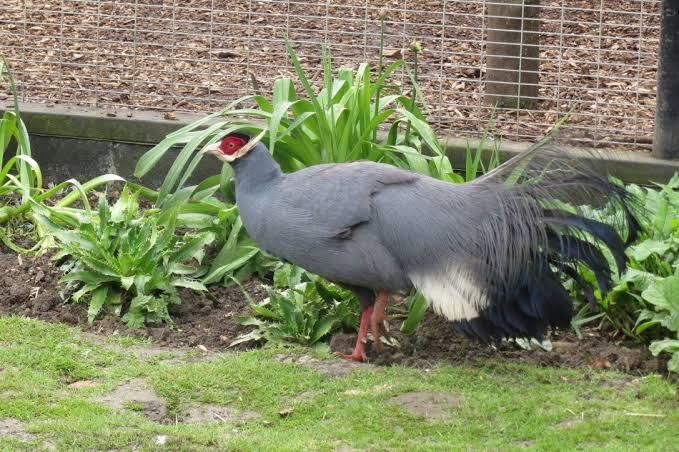 Pheasant Itu Ayam Atau Burung? 