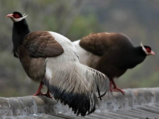 Pheasant Itu Ayam Atau Burung? 