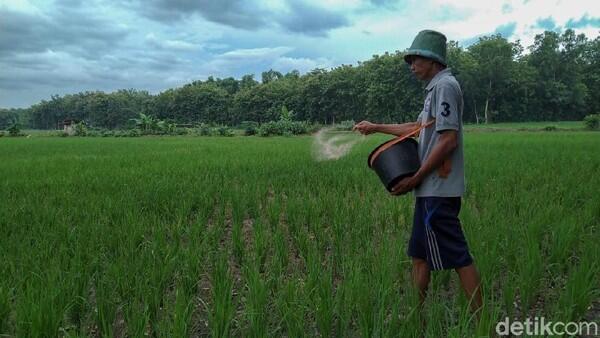 Tak Cuma Ibu Kota, Jokowi Incar Lahan Sawah Baru di Kalimantan

