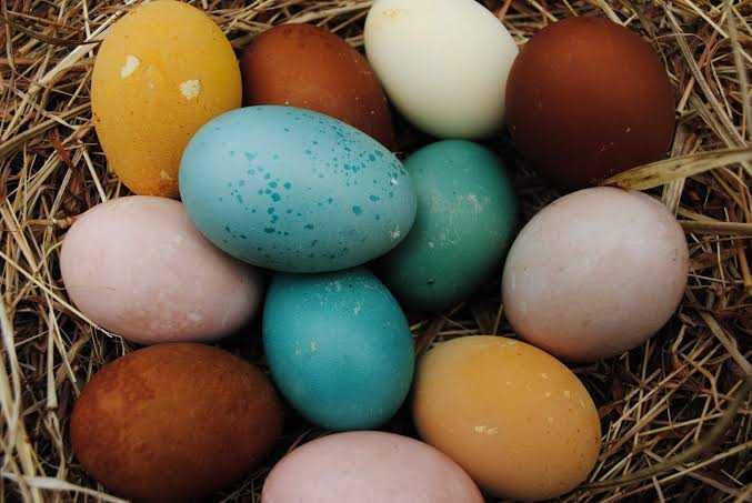 Kenali Jenis-jenis Telur Ayam, BAHAYA! Telur Ayam Infertil