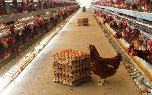 Kenali Jenis-jenis Telur Ayam, BAHAYA! Telur Ayam Infertil