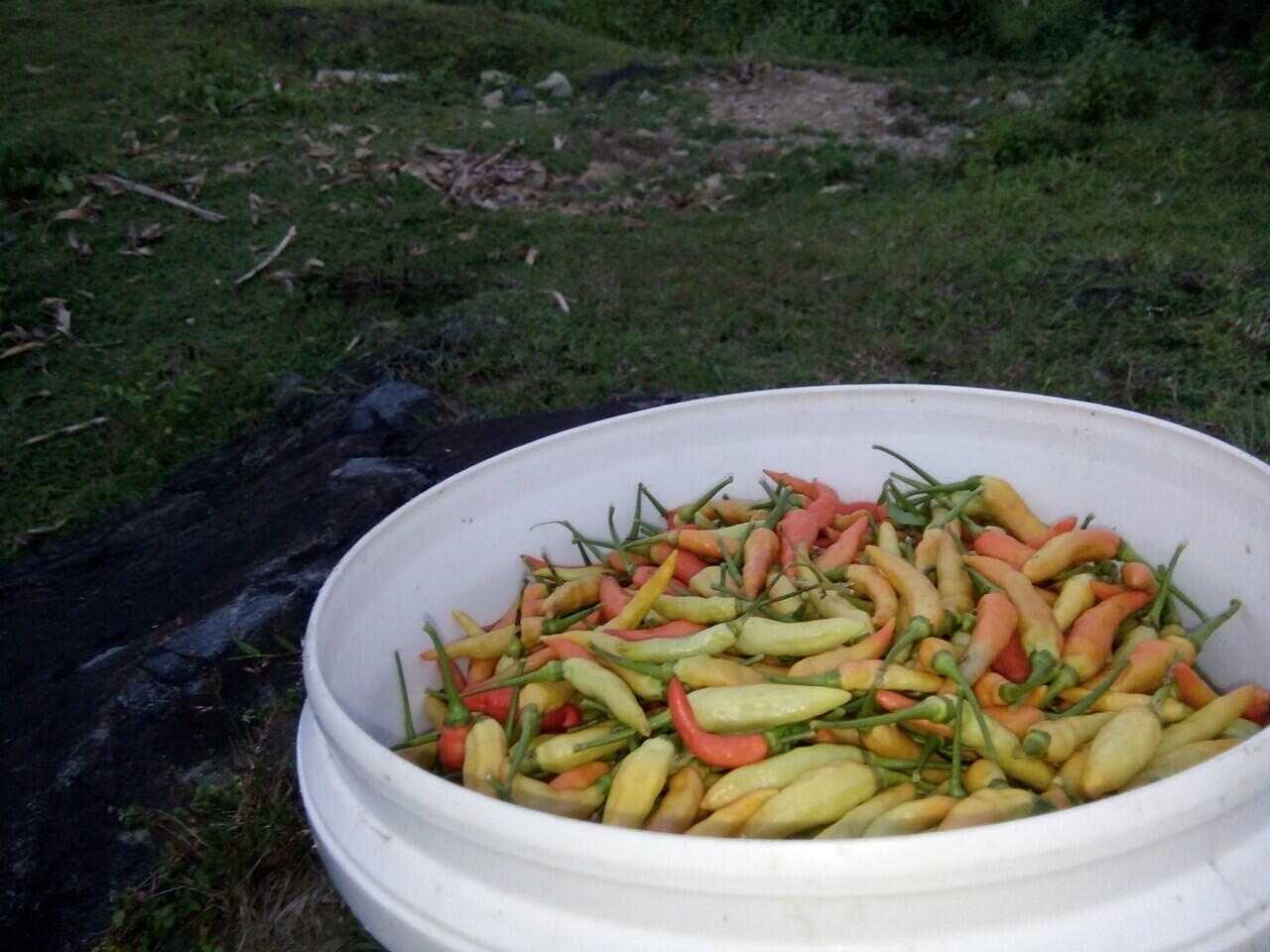 Wow, dibalik rasa pedasnya ternyata cabai rawit mengandung Vitamin C yang tinggi!!