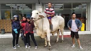 Mantap Betul !! Pria ini berbelanja menunggangi sapi sambil menghibur warganya.