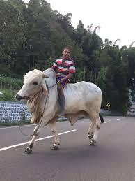 Mantap Betul !! Pria ini berbelanja menunggangi sapi sambil menghibur warganya.