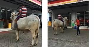 Mantap Betul !! Pria ini berbelanja menunggangi sapi sambil menghibur warganya.