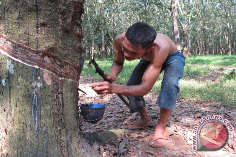 Keadaan Ekonomi Petani Karet Lampung di Masa Pandemi, Ramadhan Sangat Memprihatinkan!