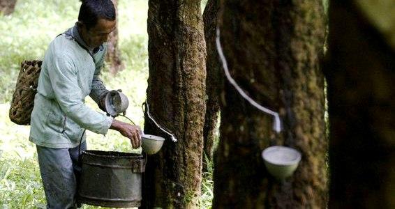 Keadaan Ekonomi Petani Karet Lampung di Masa Pandemi, Ramadhan Sangat Memprihatinkan!