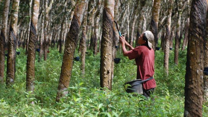 Keadaan Ekonomi Petani Karet Lampung di Masa Pandemi, Ramadhan Sangat Memprihatinkan!