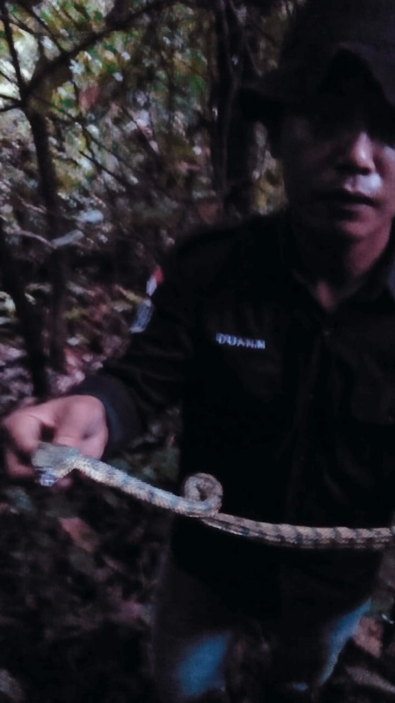 Ular Death Adder Ganas | Hampir Di Patuk 