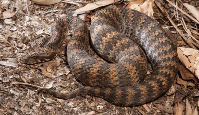 Ular Death Adder Ganas | Hampir Di Patuk 