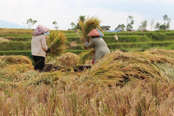 Mengenal Lebih Dekat Beras Pandanwangi Cianjur 