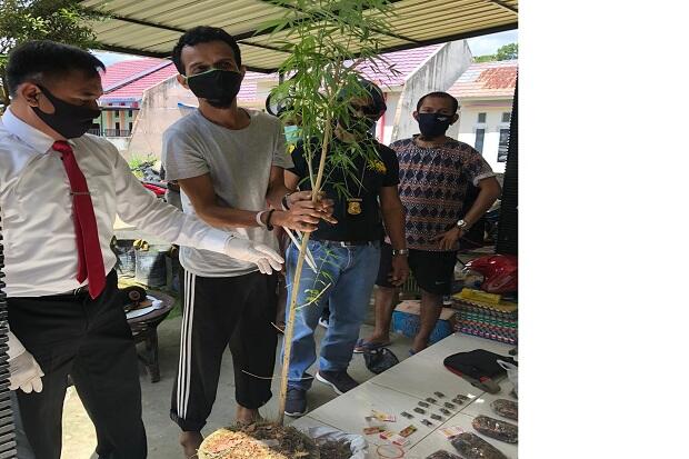 Tanam Pohon Ganja, Pengedar Ini Dibekuk Satres Narkoba Polda Sultra