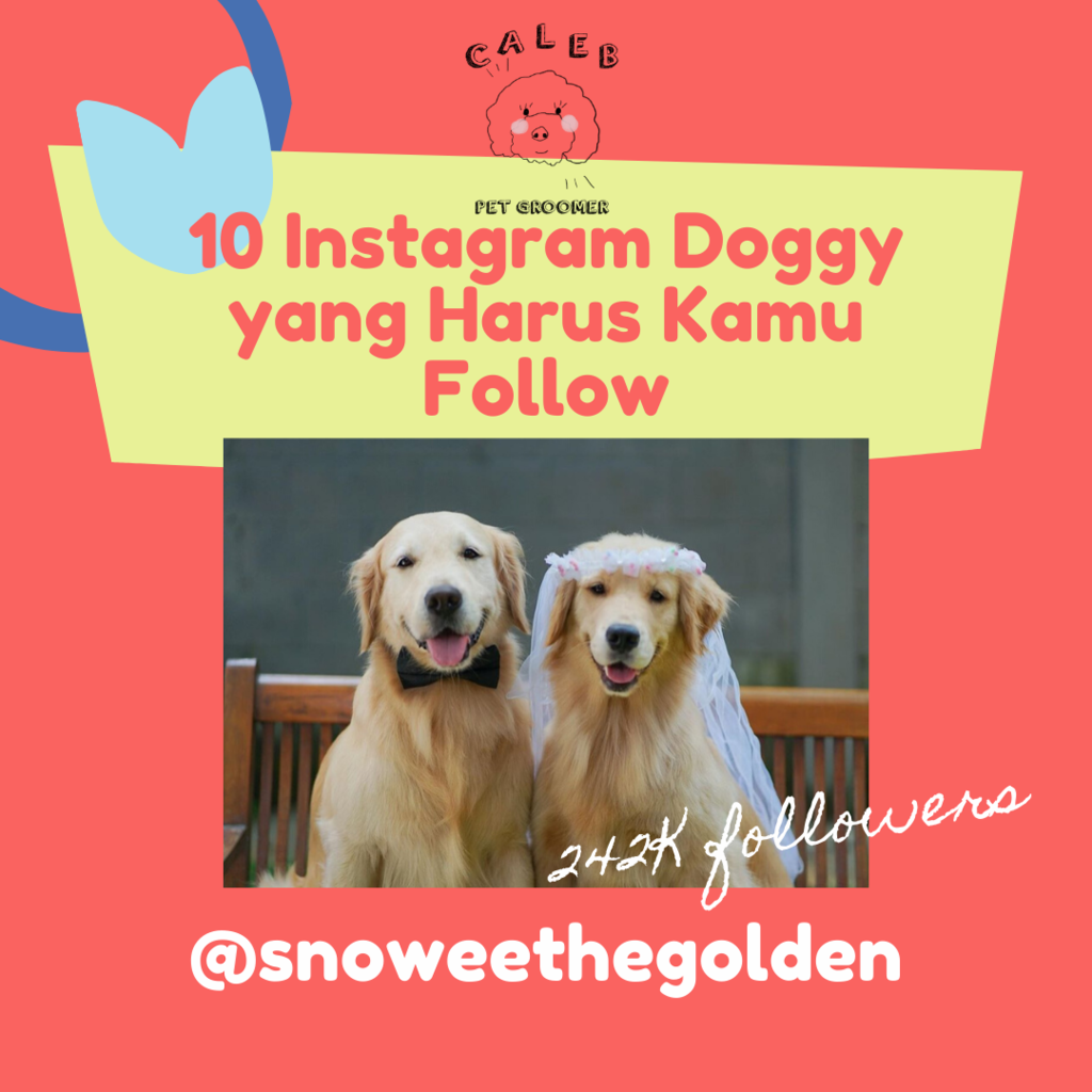 AKUN INSTAGRAM DOGGY YANG WAJIB AGAN FOLLOW DI INSTAGRAM