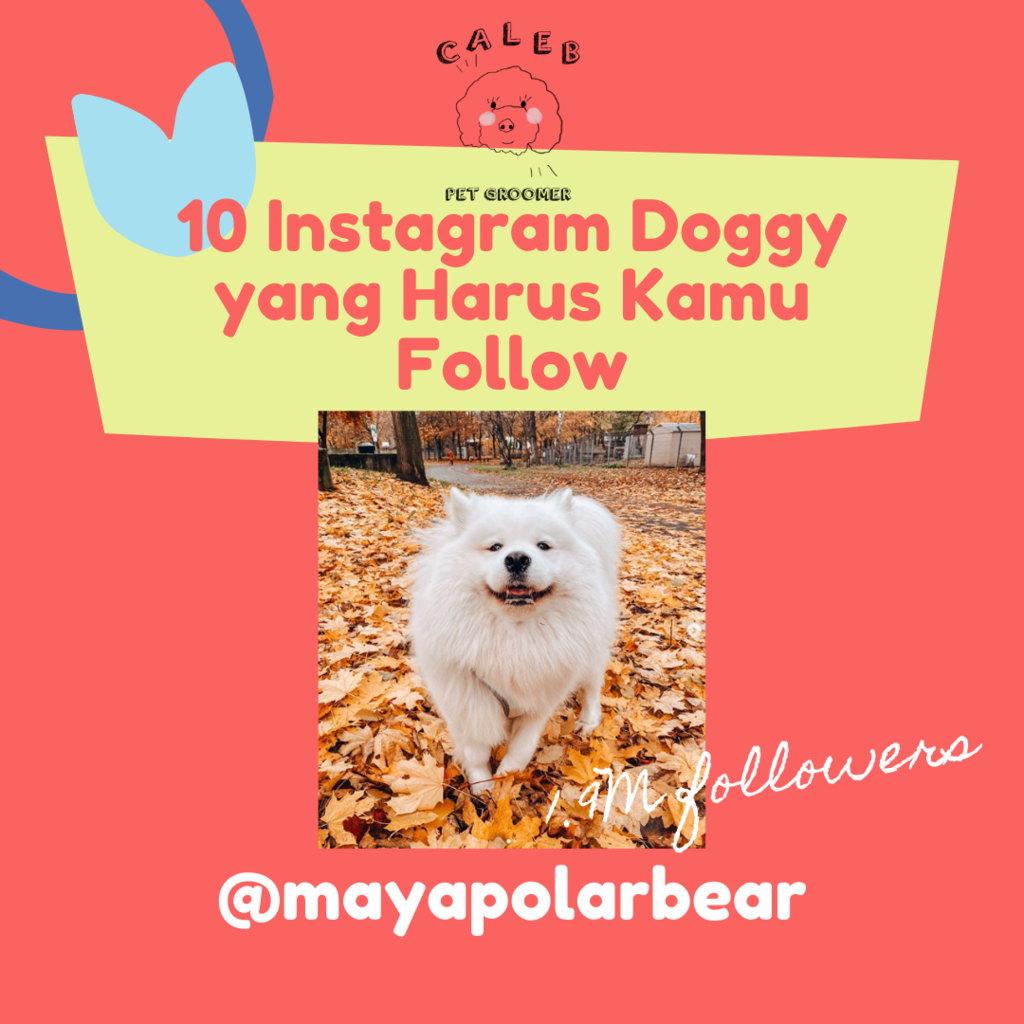 AKUN INSTAGRAM DOGGY YANG WAJIB AGAN FOLLOW DI INSTAGRAM