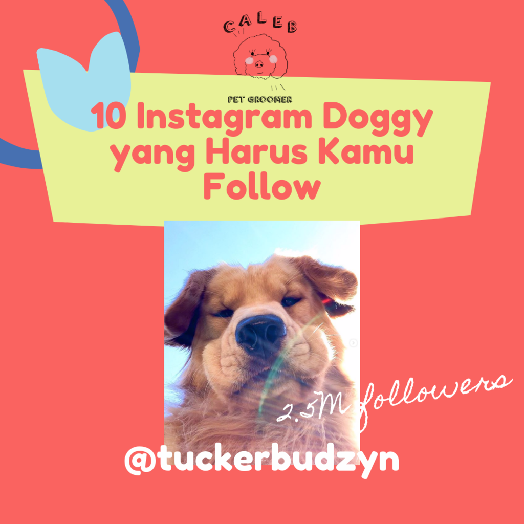 AKUN INSTAGRAM DOGGY YANG WAJIB AGAN FOLLOW DI INSTAGRAM
