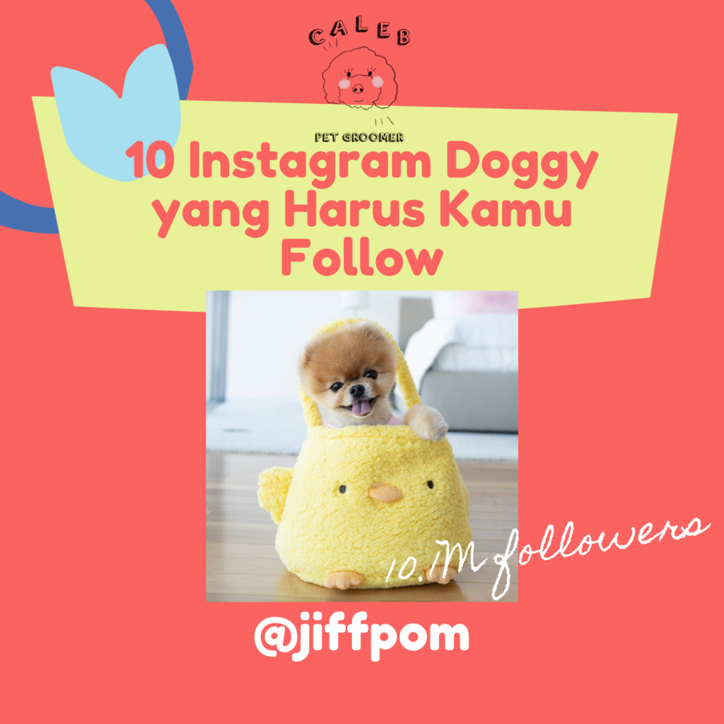 AKUN INSTAGRAM DOGGY YANG WAJIB AGAN FOLLOW DI INSTAGRAM