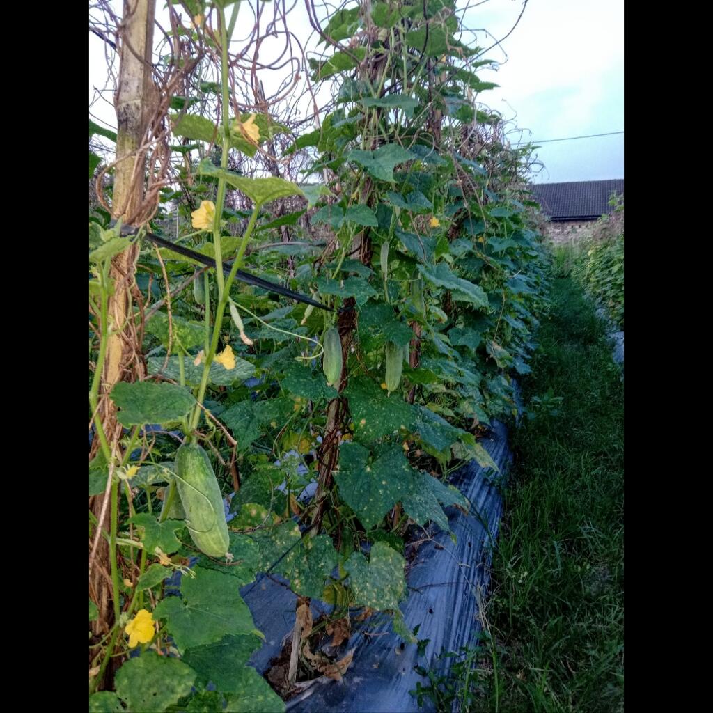 Ramadhanku Tahun Ini, Mari Kita Berkebun