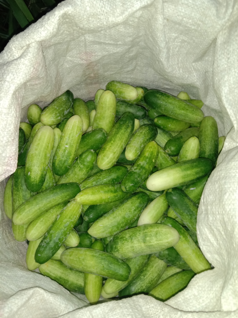 Ramadhanku Tahun Ini, Mari Kita Berkebun