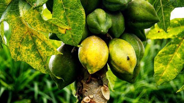Segarnya Carica Untuk Berbuka Puasa