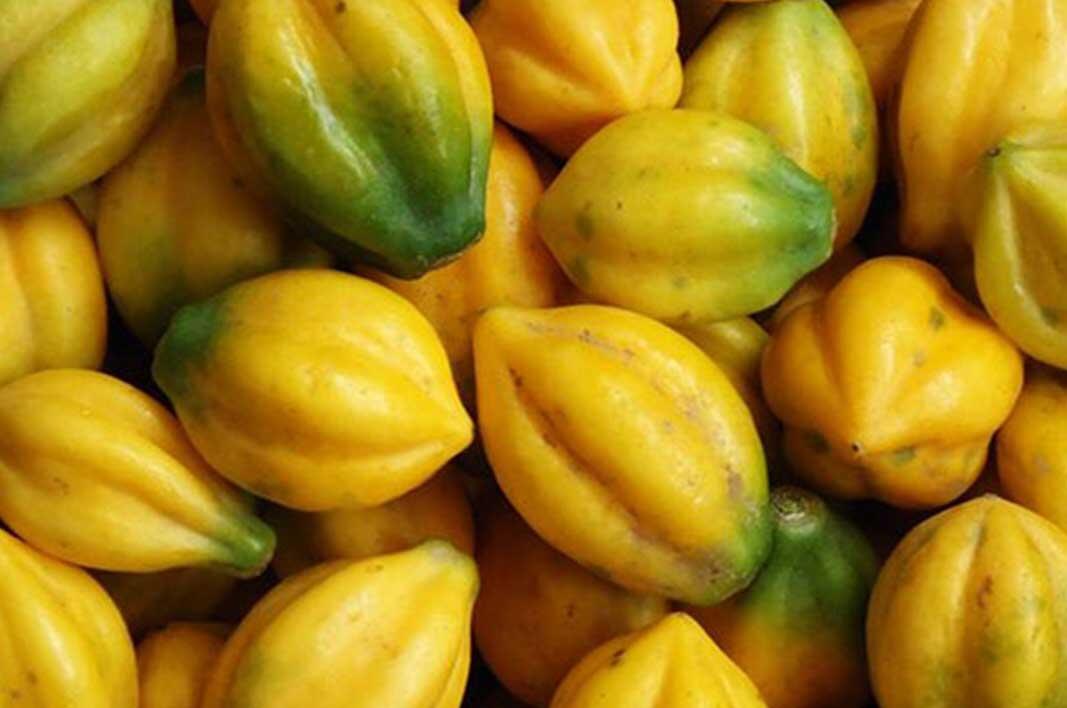 Segarnya Carica Untuk Berbuka Puasa