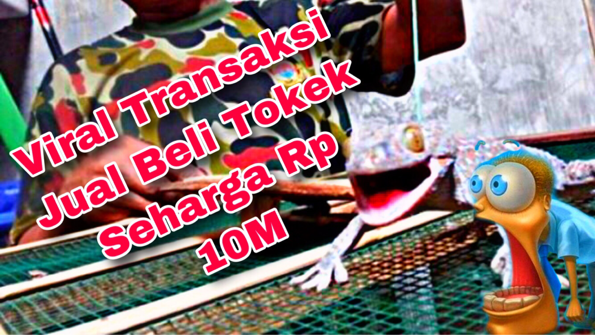 Viral Transaksi Jual Beli Tokek SuperSeharga Rp 10 Miliar dari Magelang