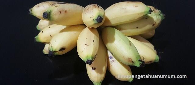 8 Takjil Olahan Pisang yang Manis dan Banyak Manfaat, Siapa Suka? Hemat juga Endes!