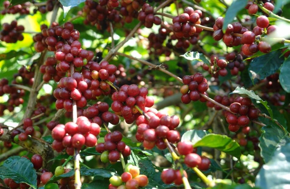 Kopi Lampung, Minuman Nomor Satu Di bumi Ruwa Jurai, Cocok Temani di Waktu Sahur