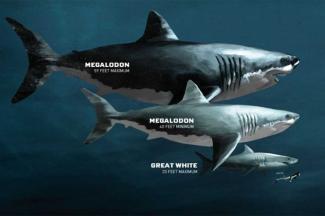 Yuk Simak! Inilah 6 Fakta Hiu Purba Megalodon Yang Pernah Hidup Di Bumi