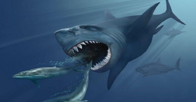 Yuk Simak! Inilah 6 Fakta Hiu Purba Megalodon Yang Pernah Hidup Di Bumi