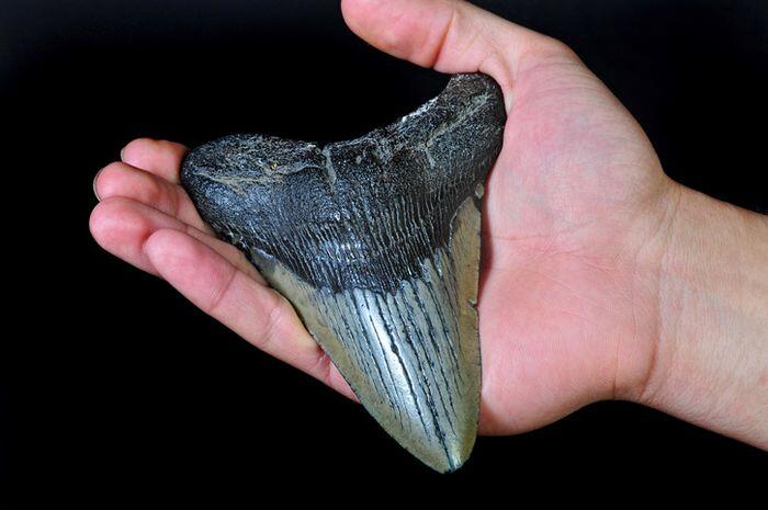 Yuk Simak! Inilah 6 Fakta Hiu Purba Megalodon Yang Pernah Hidup Di Bumi