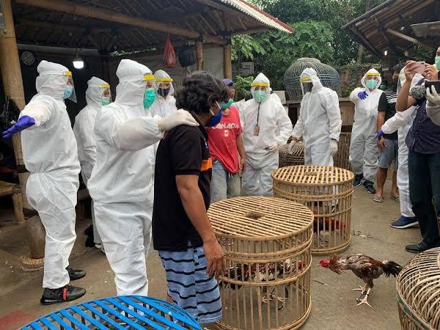 PJF vs CSM Di Medan Pertarungan Ayam Laga Indonesia, Sudah Legalkah? Deal 25 Juta. 