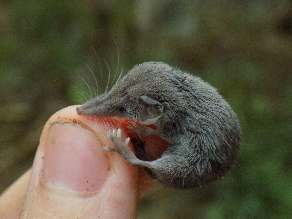 Hewan vertebrata terkecil dari jenisnya. (hewan bertulang belakang terkecil)