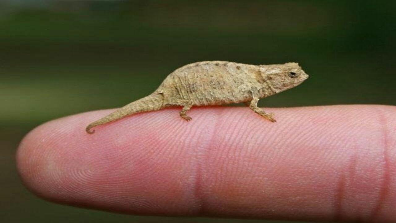 Hewan vertebrata terkecil dari jenisnya hewan bertulang 